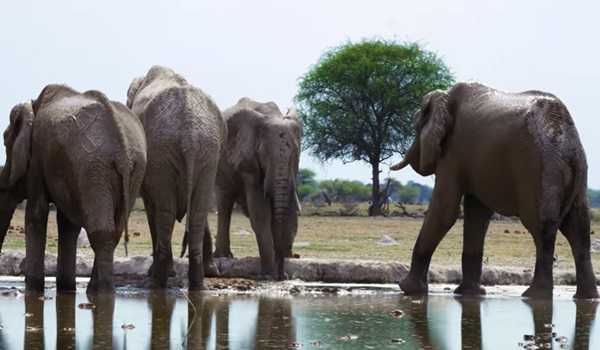 100 elephants die in Zimbabwe’s largest game reserve: animal welfare charity