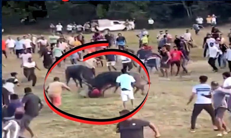 Bullfights and animal welfare: Navigating morals, tradition, and public safety