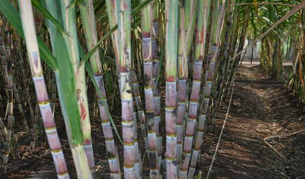 PM Modi hails cabinet decision for increasing sugarcane prices; calls it ‘historic’