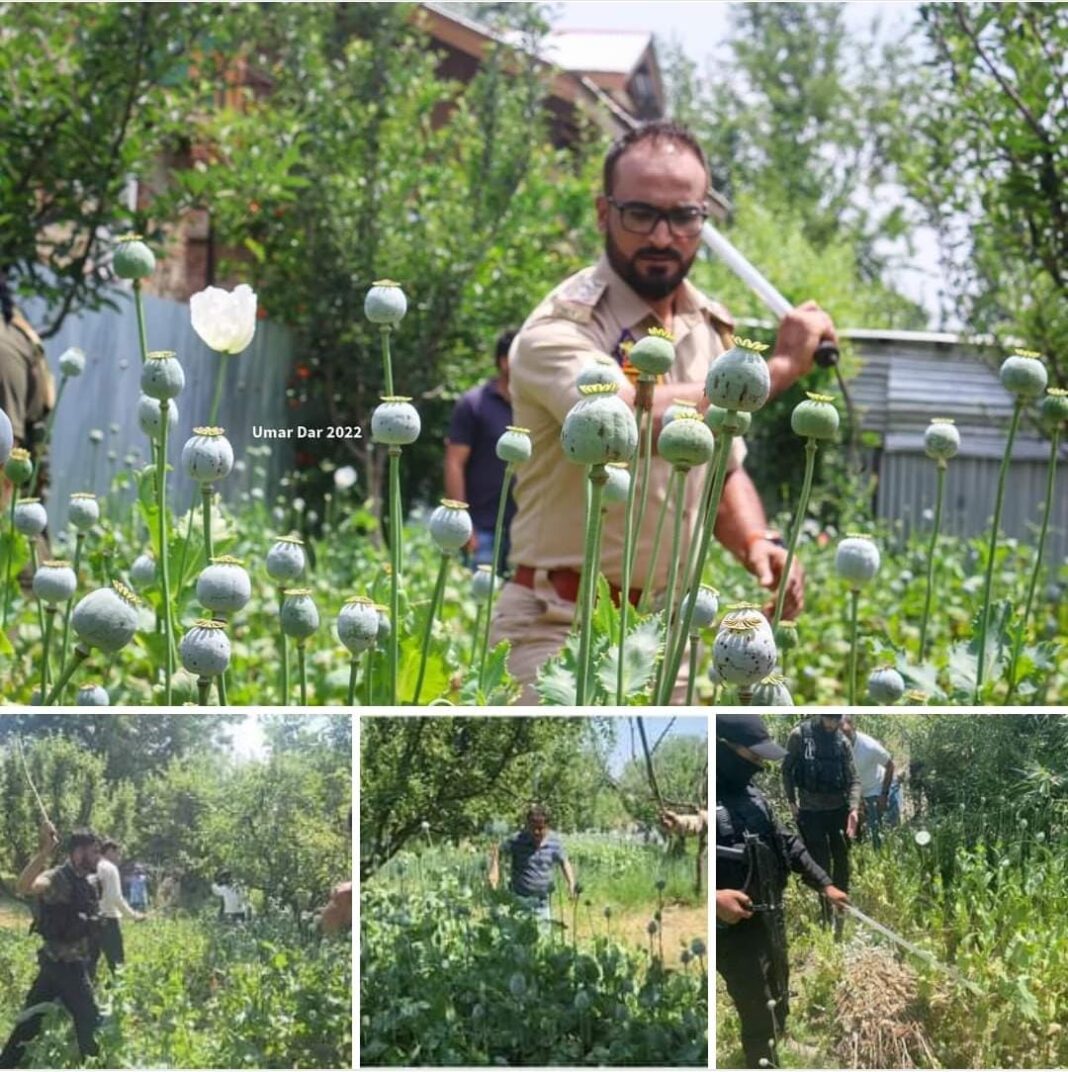 Police destroy Poppy cultivation in Baramulla.