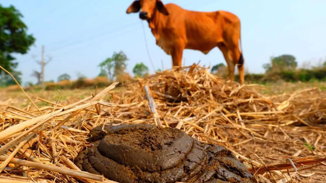 India needs to get BULLish on COW dung