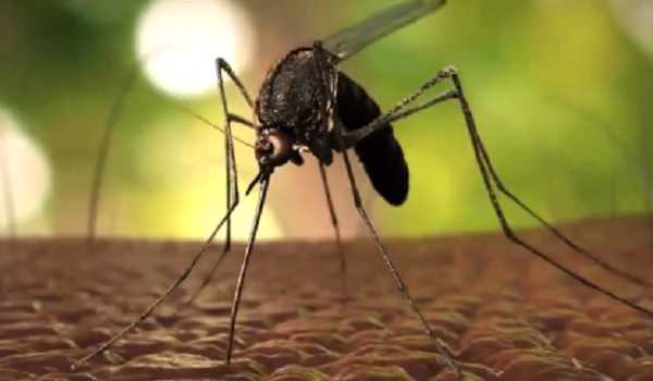 Bangladesh records highest daily dengue cases
