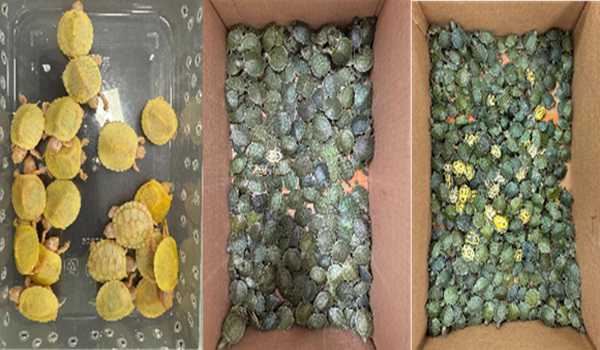 Nearly 5,000 exotic wildlife species seized at airport, two held
