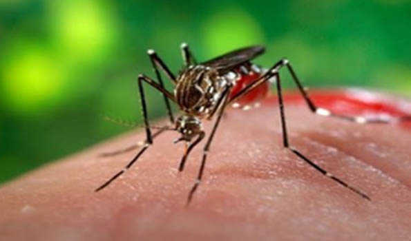 Bangladesh dengue cases near 50k with 247 deaths