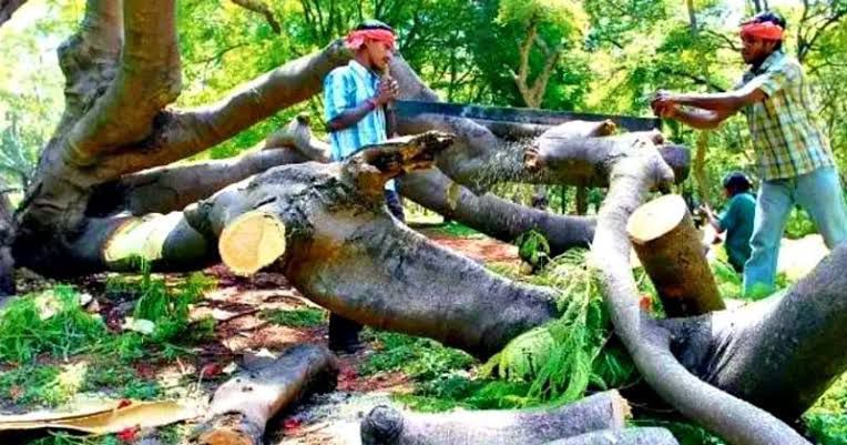 Tree Felling