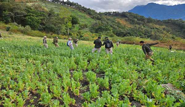 Manipur: Illegal poppy plantation destroyed, arms recovered