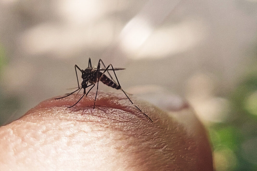 The Nature of a Mosquito and the Nature of Islamic Terrorism: Lessons from Pahalgam