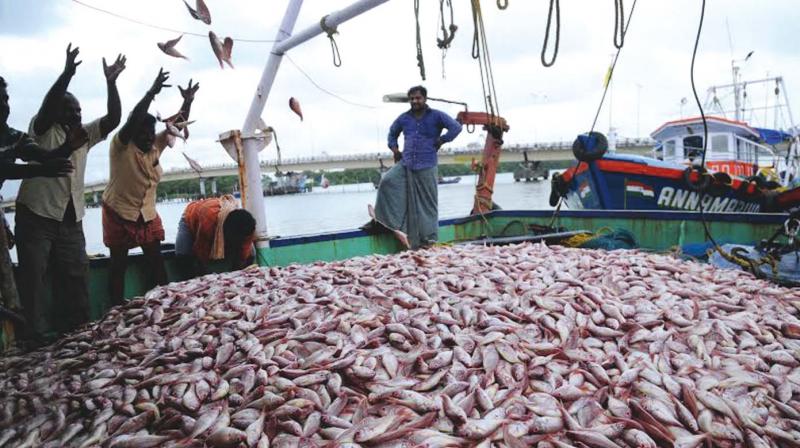 US tariffs on seafood to affect Indian fisheries sector: experts