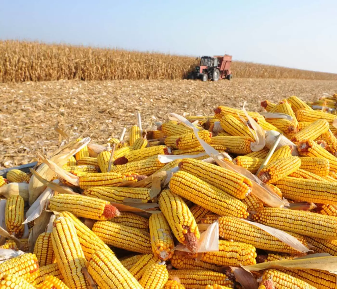 The U.S. Corn Conspiracy Against India
