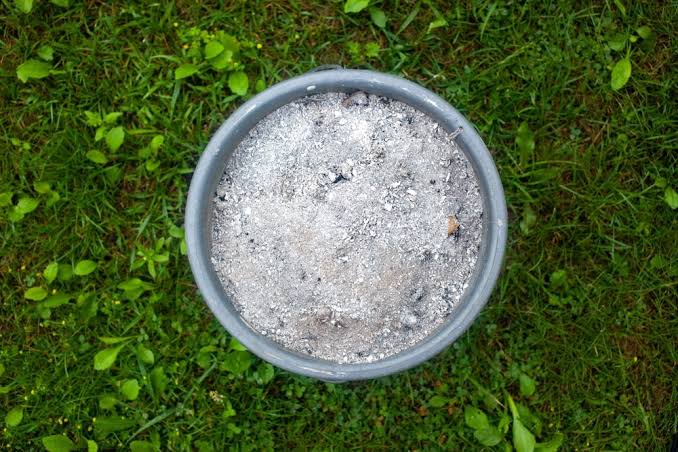 Bioenzyme Fertilizers: The Green Revolution 2.0 Has Begun