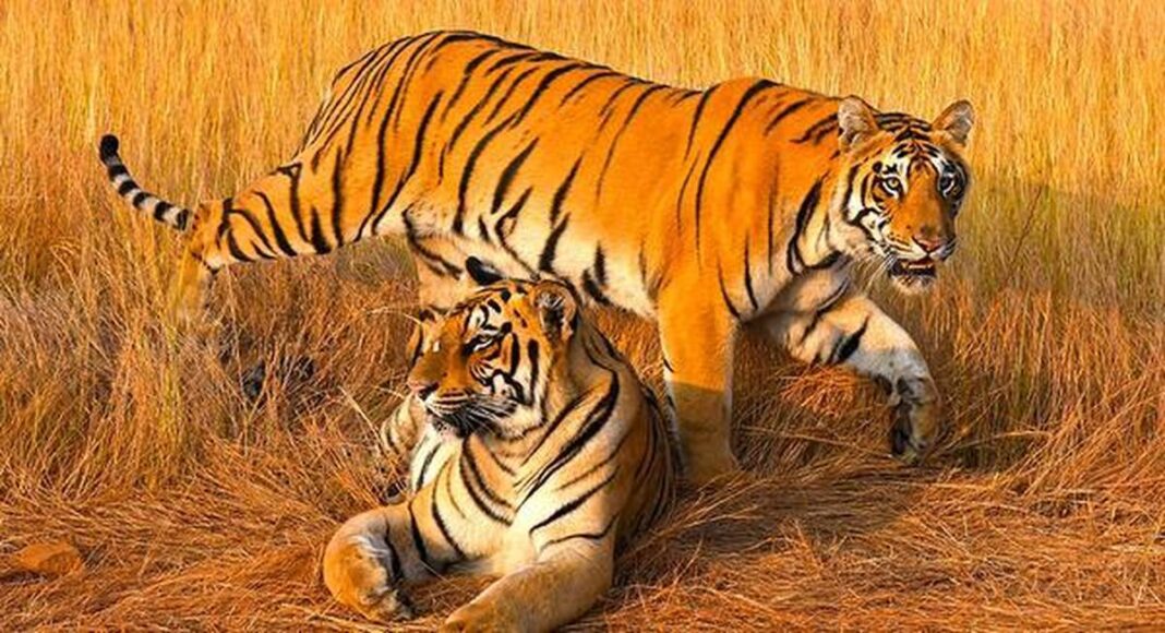 Goa’s Tigers: Permanent Residents or Convenient Pawns